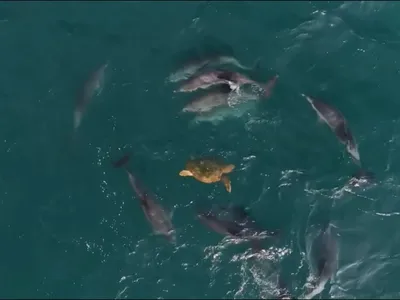 Surpresa marinha: Golfinhos curiosos se aproximam de tartaruga em Ilhabela (SP)