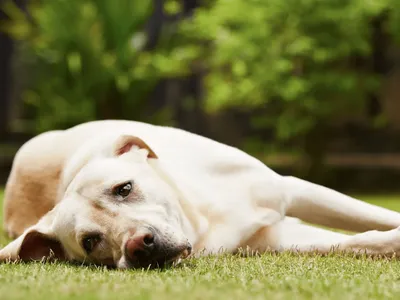 4 indícios de que seu cachorro precisa de uma ração com mais proteína