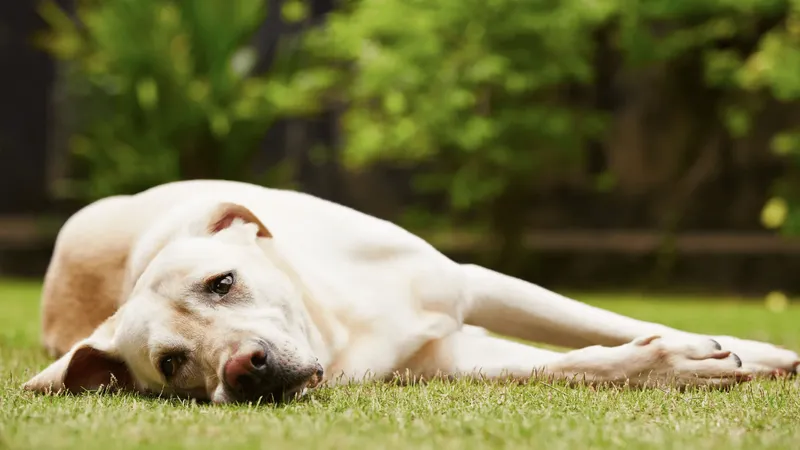 4 indícios de que seu cachorro precisa de uma ração com mais proteína