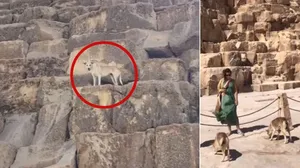 Brasileiros descobrem segredo do “cachorro-caramelo” no topo de pirâmide egípcia