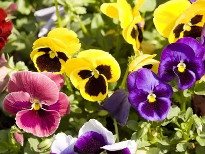 Flores comestíveis conquistam espaço na gastronomia; veja quais flores podem ser consumidas