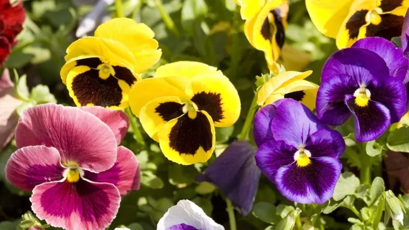 Flores comestíveis conquistam espaço na gastronomia; veja quais flores podem ser consumidas