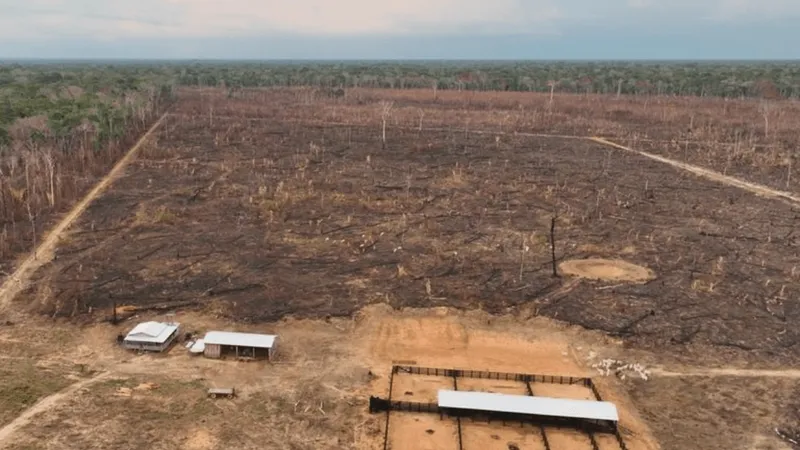 PF faz operação contra queimadas e desmatamento ilegal na Amazônia