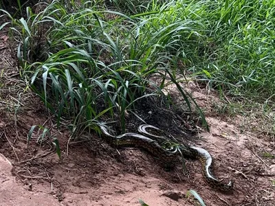 Sucuri de 1,6 m resgatada da rua é devolvida à natureza no Paraná