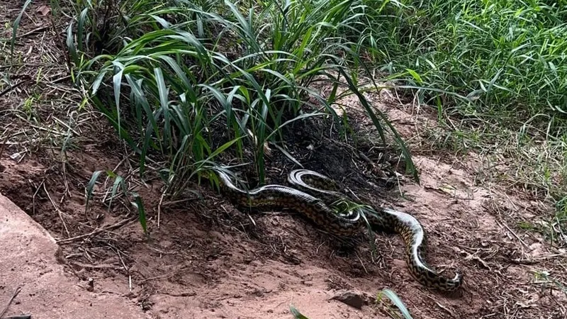 Sucuri de 1,6 m resgatada da rua é devolvida à natureza no Paraná