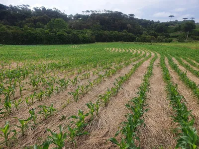 Plantio Direto aumenta a produtividade das lavouras em fazendas no Paraná; conheça a técnica