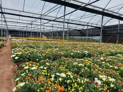 Dia de Finados movimenta o mercado de flores e plantas nos quatro cantos do País