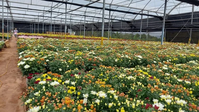 Dia de Finados movimenta o mercado de flores e plantas nos quatro cantos do País