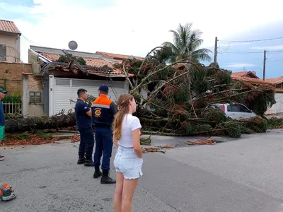 Árvore cai em residência em Taubaté após fortes ventos; carro também é atingido