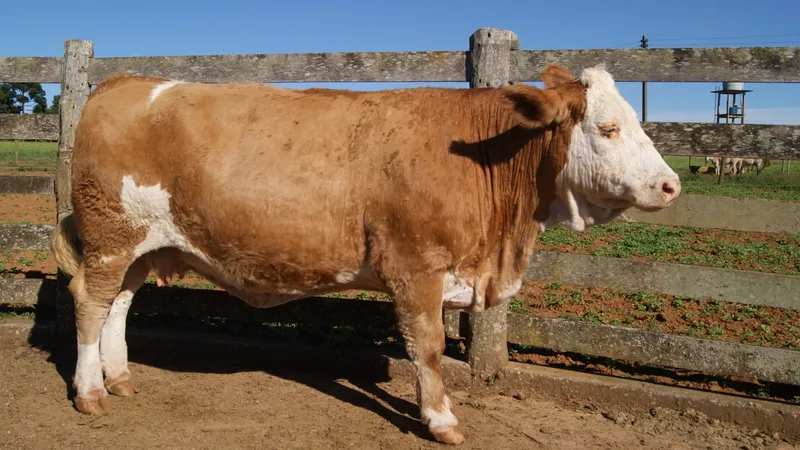 Brasil pode ter lei para clonar animais para a pecuária