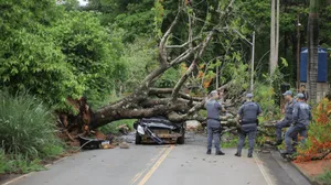 Árvore cai em cima de carro e mata homem em Itapira