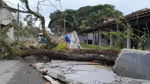 Árvore de grande porte cai e destrói muro de casa após forte chuva em Caraguatatuba