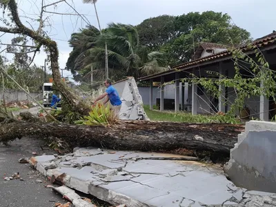 Árvore de grande porte cai e destrói muro de casa após forte chuva em Caraguatatuba