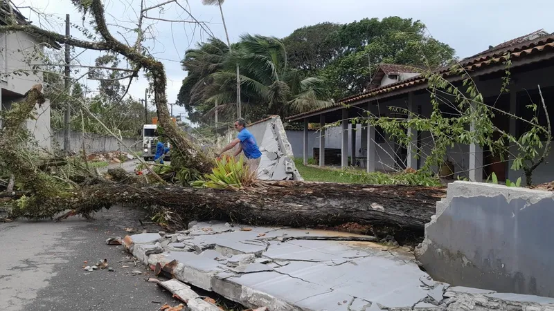 Árvore de grande porte cai e destrói muro de casa após forte chuva em Caraguatatuba