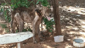 Mulher é multada por maus-tratos a animais em Tarabai