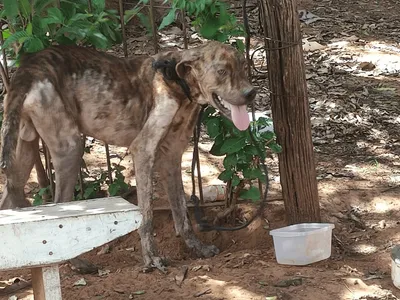 Mulher é multada por maus-tratos a animais em Tarabai