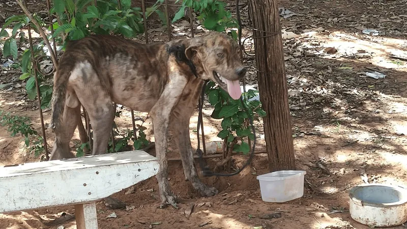 Mulher é multada por maus-tratos a animais em Tarabai