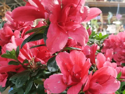 Bauru recebe tradicional Feira de Flores no final de semana