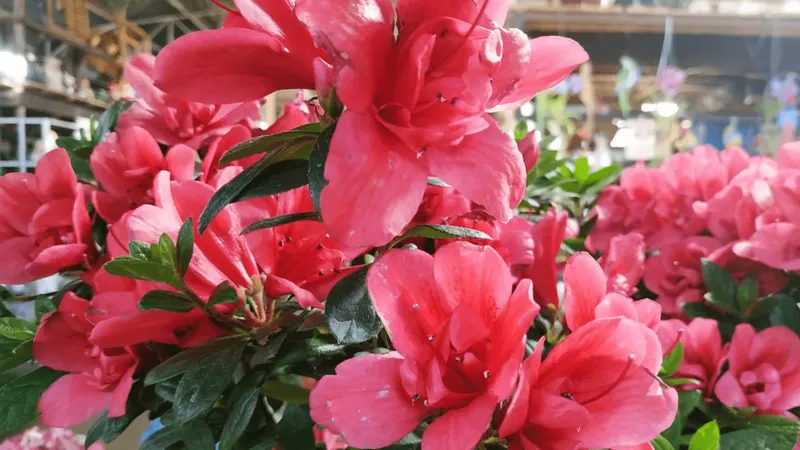 Bauru recebe tradicional Feira de Flores no final de semana