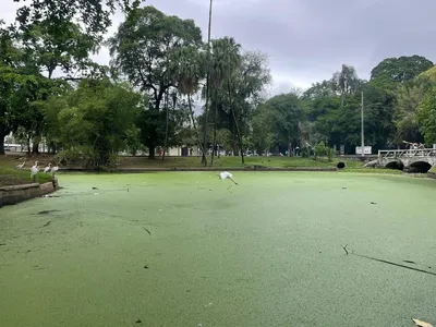 Frequentadores da Quinta da Boa Vista denunciam qualidade da água do lago