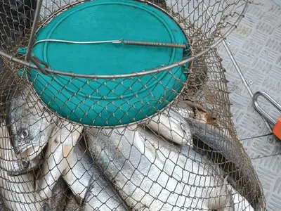 Trio é flagrado pescado com material proibido na região de Araçatuba