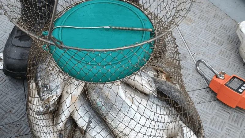 Trio é flagrado pescado com material proibido na região de Araçatuba