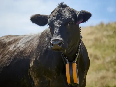 Empresa cria cerca virtual para vacas não escaparem do pasto