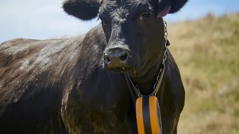 Empresa cria cerca virtual para vacas não escaparem do pasto