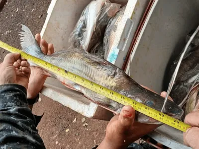 Peixes de procedência duvidosa são apreendidos em Rancharia