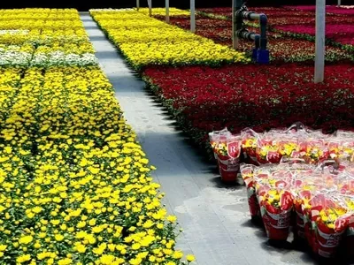 Dia de Finados impulsiona venda de flores; assista à reportagem de Agro Band