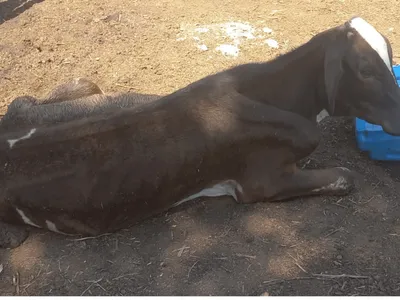 Polícia encontra animal em situação de maus-tratos em Nova Castilho