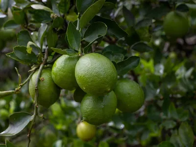 Preços da laranja e limão azedam o orçamento do consumidor brasileiro; assista à reportagem