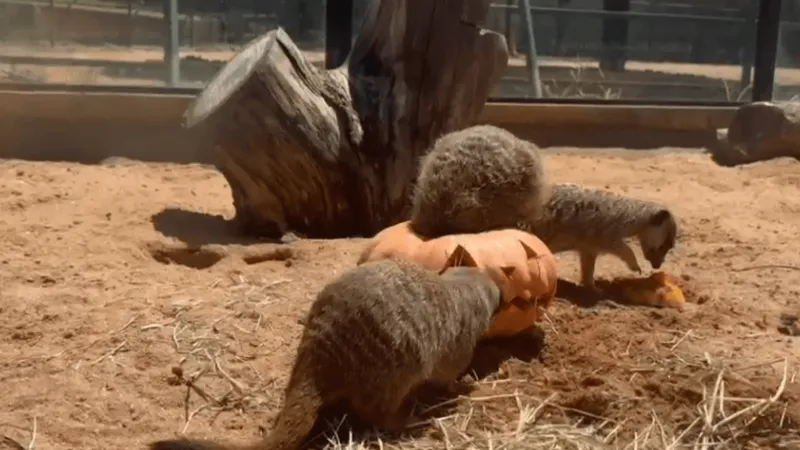 Halloween no Zoo de SP: animais ganham alimentos transformados em personagens