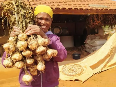 Quilombolas do Médio Jequitinhonha realizam 1ª colheita de alho livre de vírus