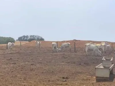 Fazendeiro é acionado por maus-tratos a 2 mil cabeças de gado em Mato Grosso