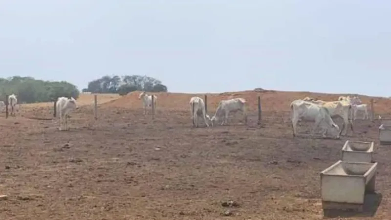 Fazendeiro é acionado por maus-tratos a 2 mil cabeças de gado em Mato Grosso