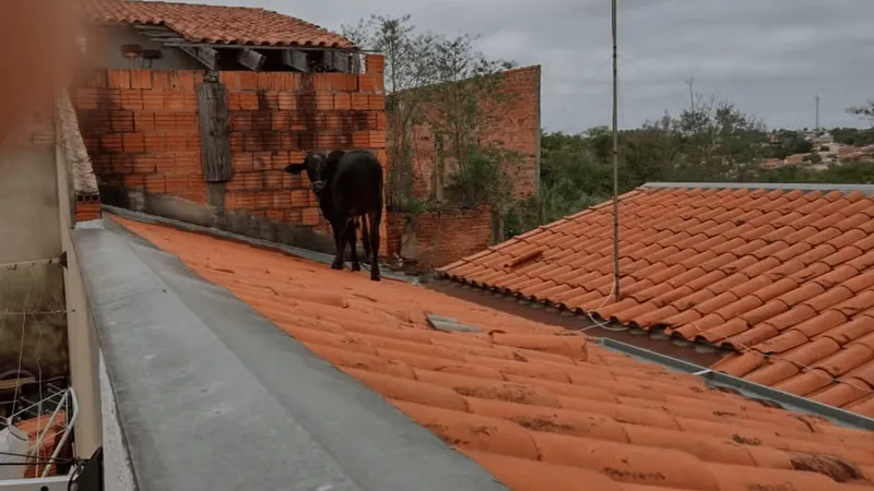 Vaca sobe em telhado de casa e assusta moradores no interior de São Paulo