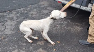 GCM de Piracicaba realiza resgate de quatro cães vítimas de maus-tratos