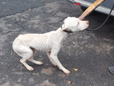 GCM de Piracicaba realiza resgate de quatro cães vítimas de maus-tratos