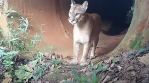 Presença de animais domésticos na Mata Santa Genebra põe em risco ecossistema e saúde pública