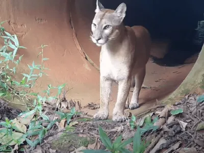 Presença de animais domésticos na Mata Santa Genebra põe em risco ecossistema e saúde pública