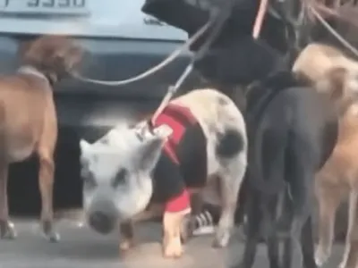 Porco flamenguista é visto passeando com cachorros no Rio de Janeiro