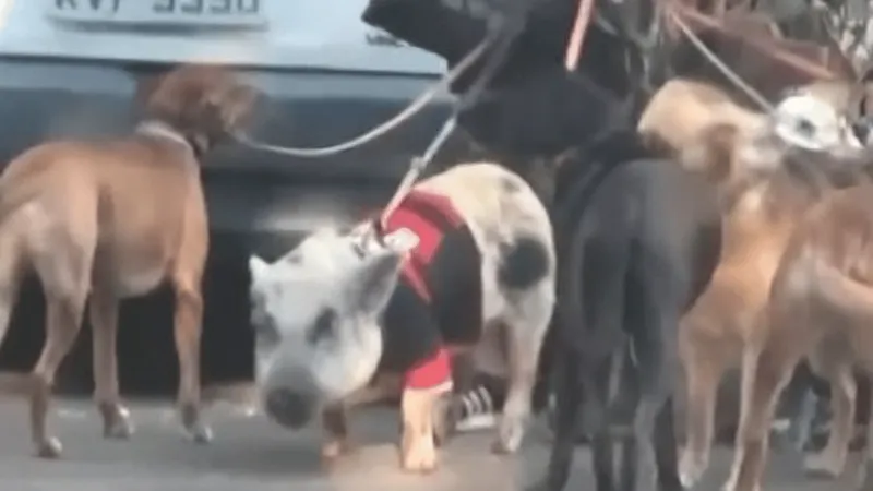 Porco flamenguista é visto passeando com cachorros no Rio de Janeiro