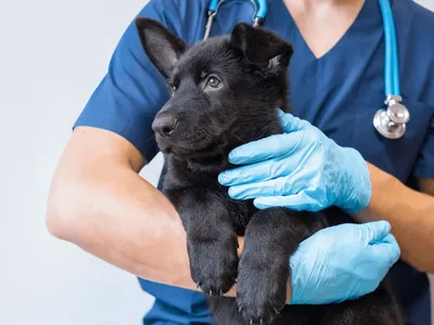 Fosfatase alcalina elevada em cães: causas, sintomas e alimentos que ajudam a reduzir