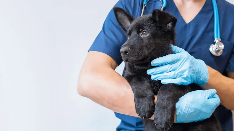 Fosfatase alcalina elevada em cães: causas, sintomas e alimentos que ajudam a reduzir