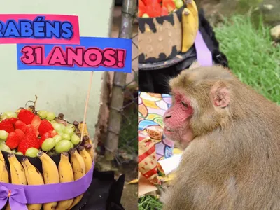 Macaco faz aniversário e ganha bolo e presentes em Santa Catarina