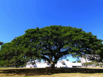 São José sediará Fórum Internacional de Florestas Urbanas