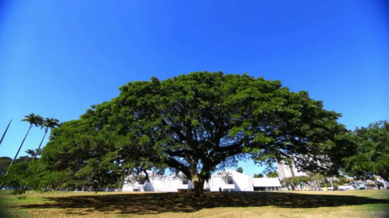 São José sediará Fórum Internacional de Florestas Urbanas