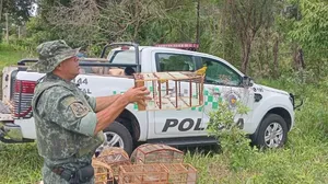 Polícia Ambiental apreende pássaros mantidos no cativeiro em Guararapes