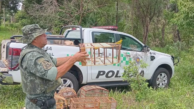 Polícia Ambiental apreende pássaros mantidos no cativeiro em Guararapes